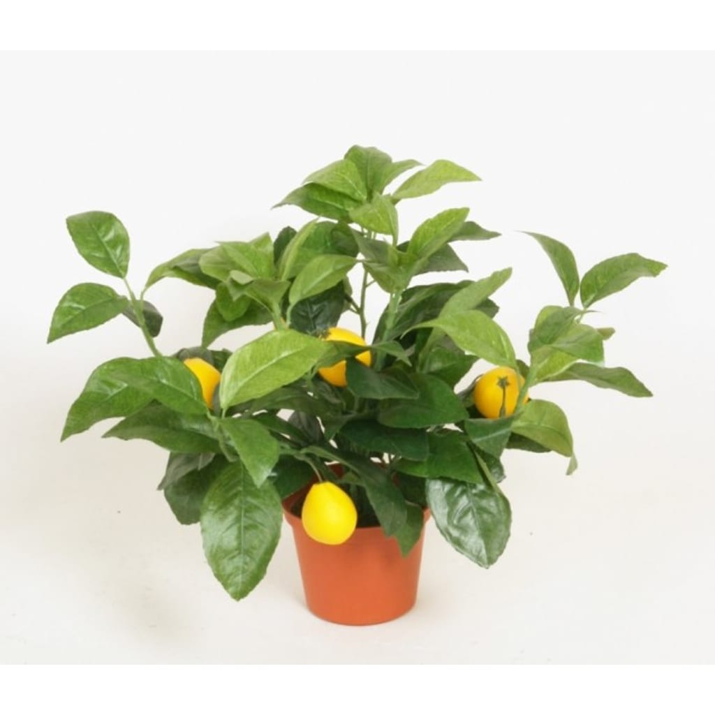 Sitrusbusk 35cm