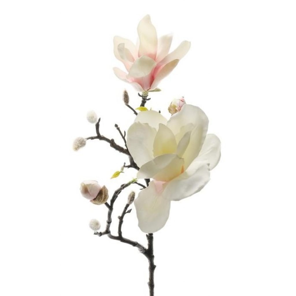 Magnolia Rosa 60cm