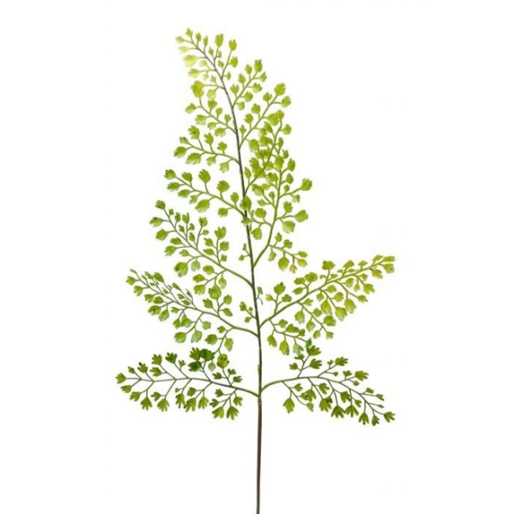 Adiantum 60cm