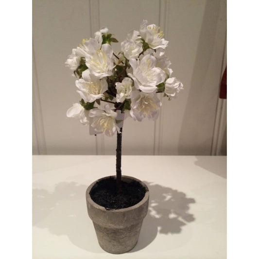 Kirsebærblomst i potte Hvit