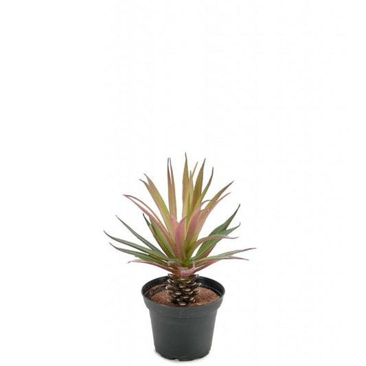 Marginata 20 cm
