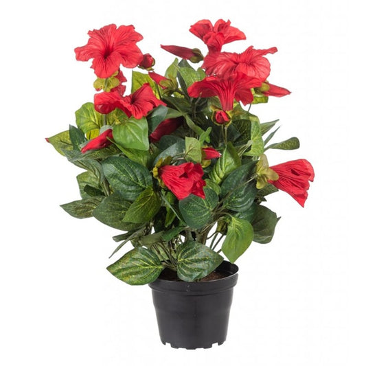 Petunia rød