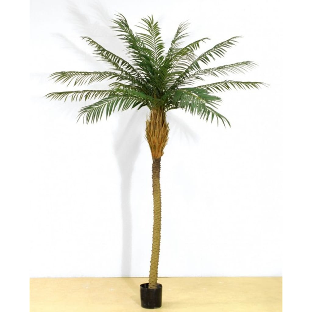 Phoenix Palme 230cm