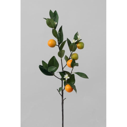 Appelsinkvist 75cm