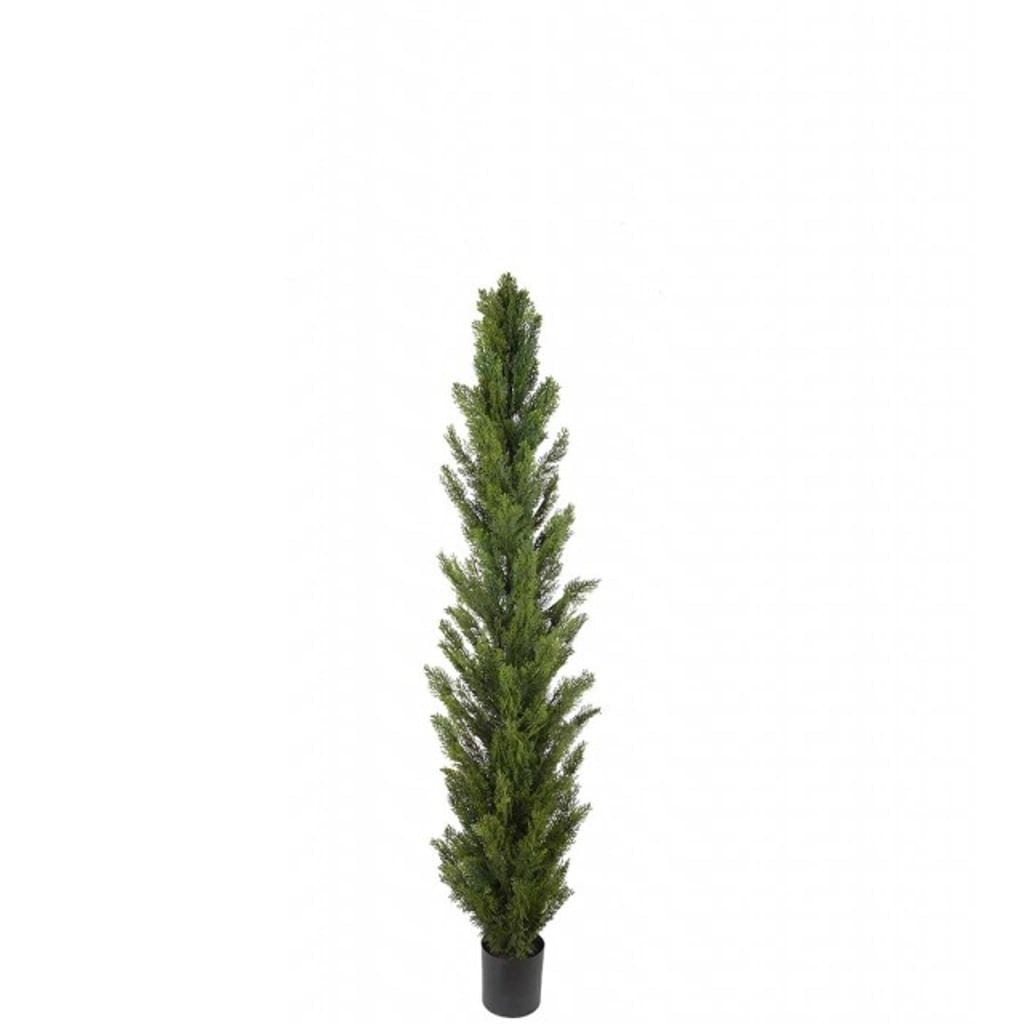 Thuja 120cm