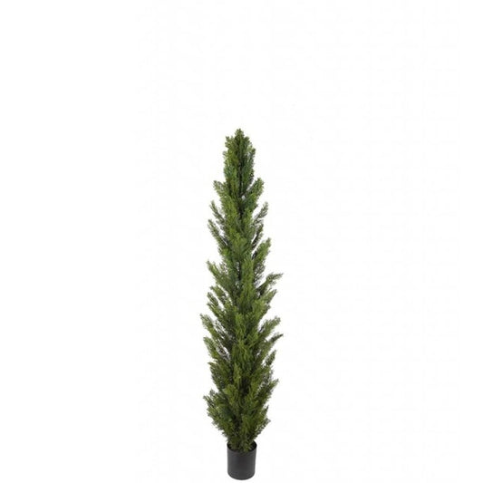 Thuja 120cm
