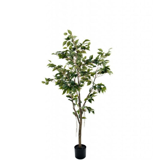 Fikus Benjamin 150 cm