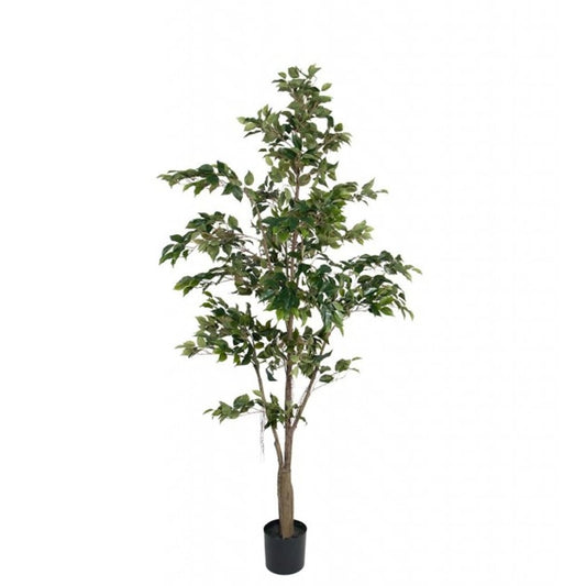 Fikus Benjamin 210 cm