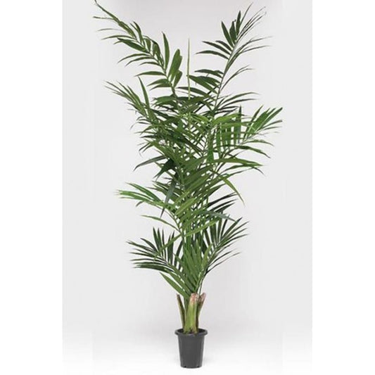 Kentia Palme 210cm