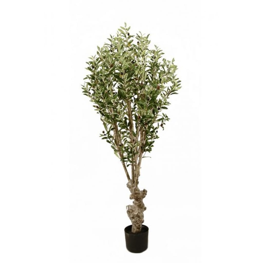 Oliventre 150cm