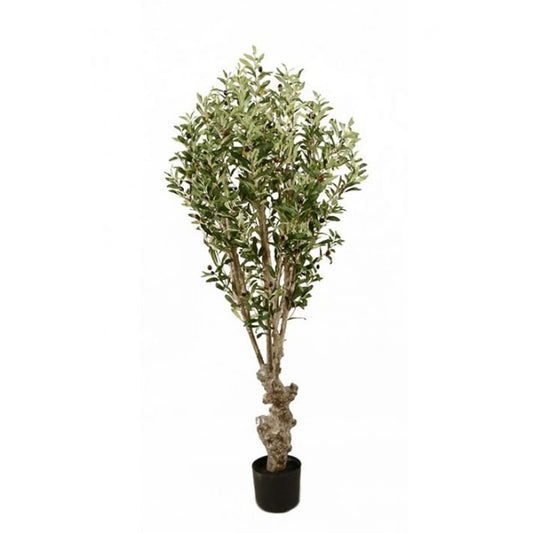 Oliventre 150cm
