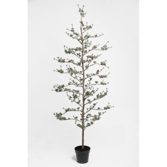 Lerketre i potte 180cm