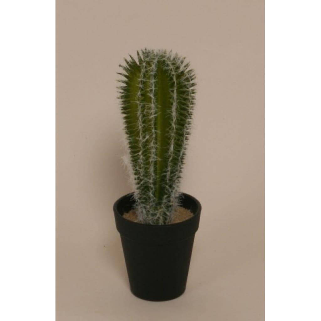 Kaktus 23cm