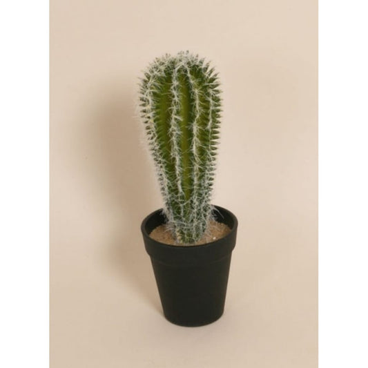 Kaktus 28cm