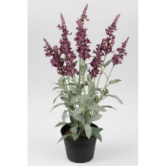 Veronica 46cm lilla