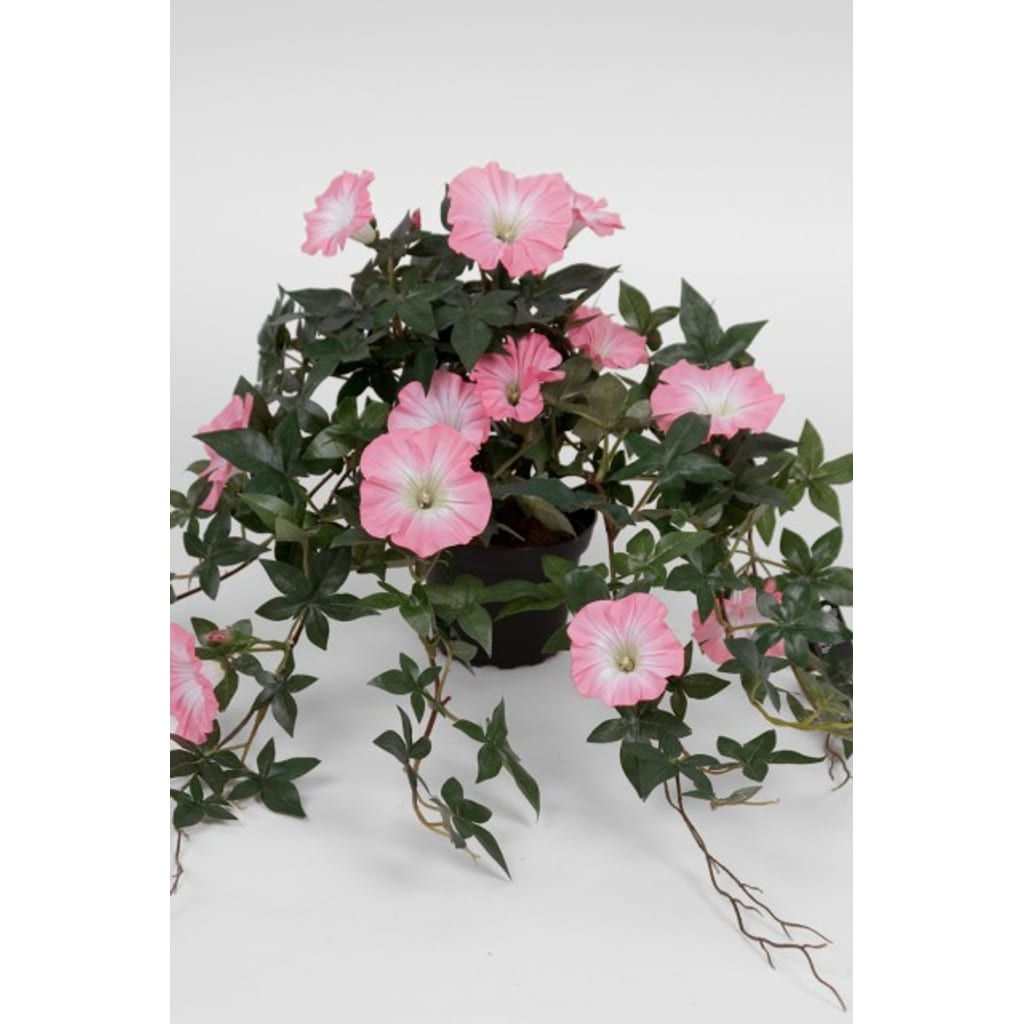 Blomst for dagen