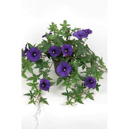 Blomst for dagen