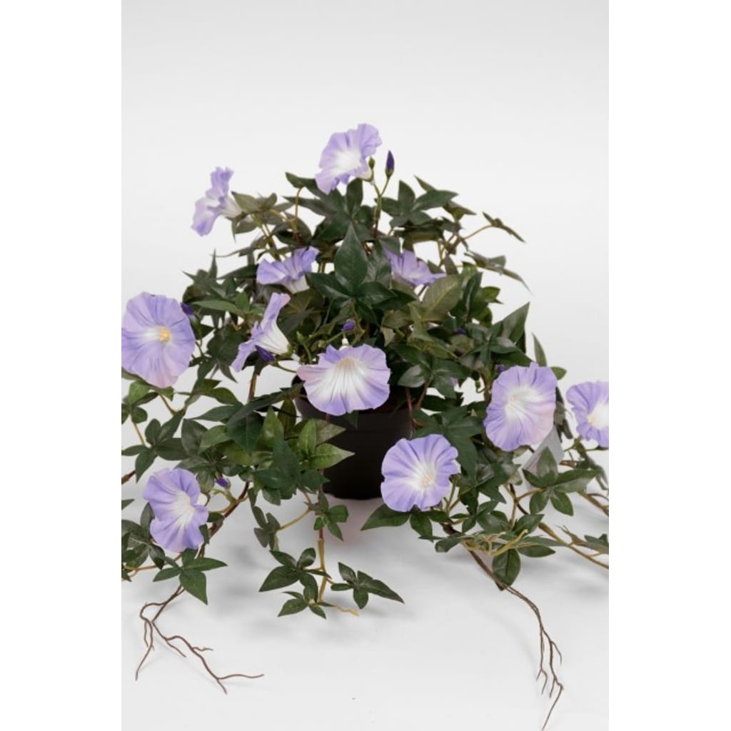 Blomst for dagen