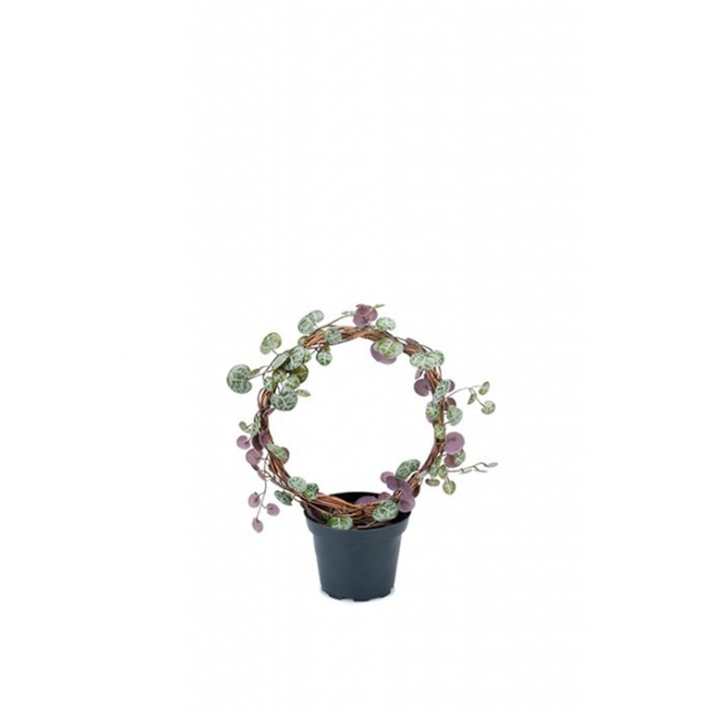 Ceropegia 22cm