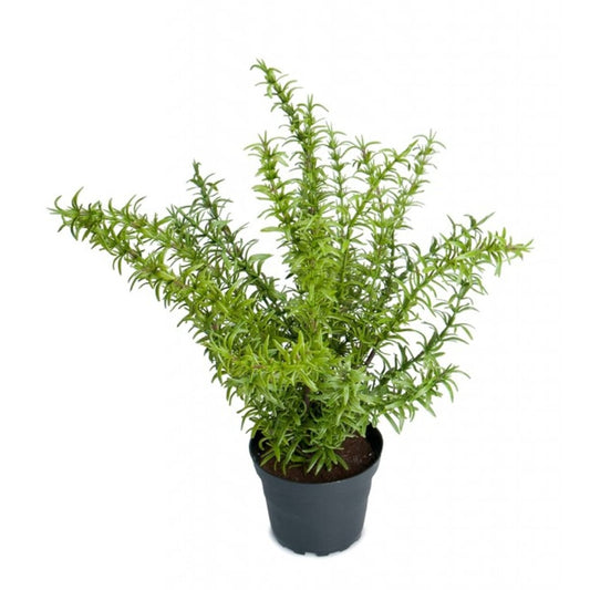 Rosmarin 35cm