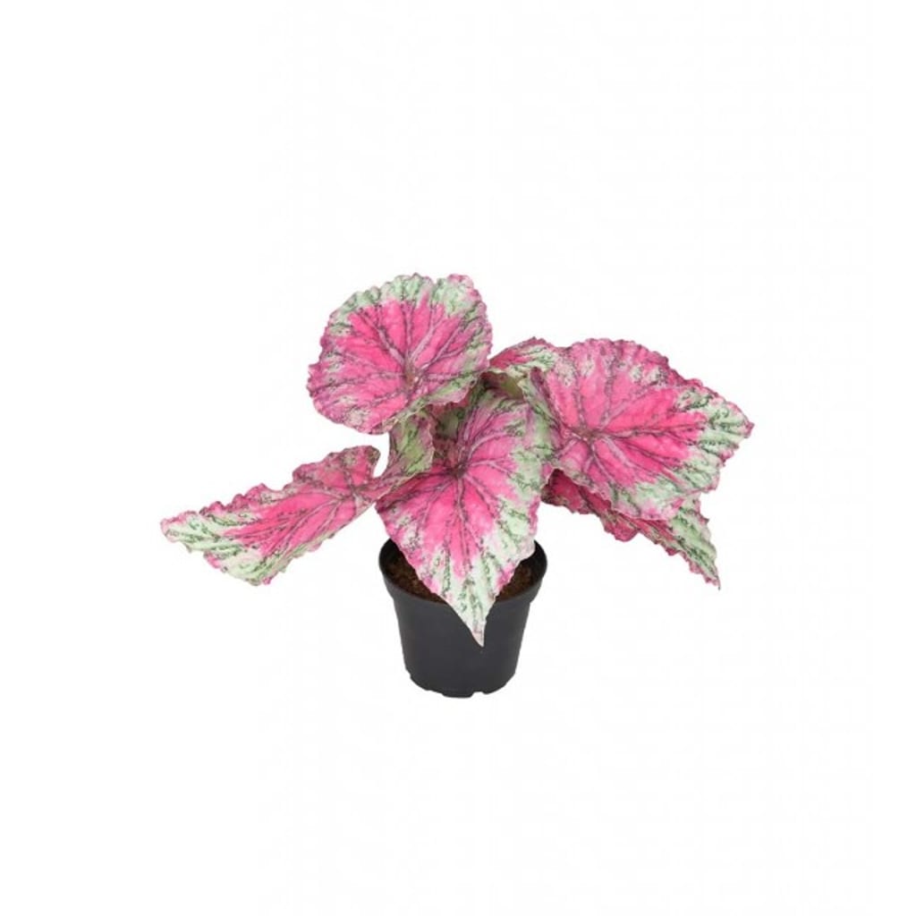 Rexbegonia 20 cm