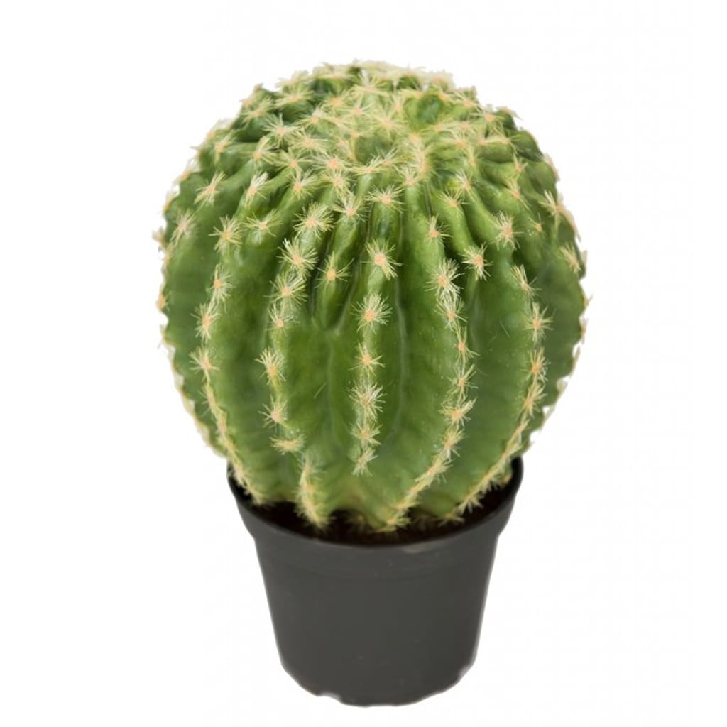 Kaktus 23cm