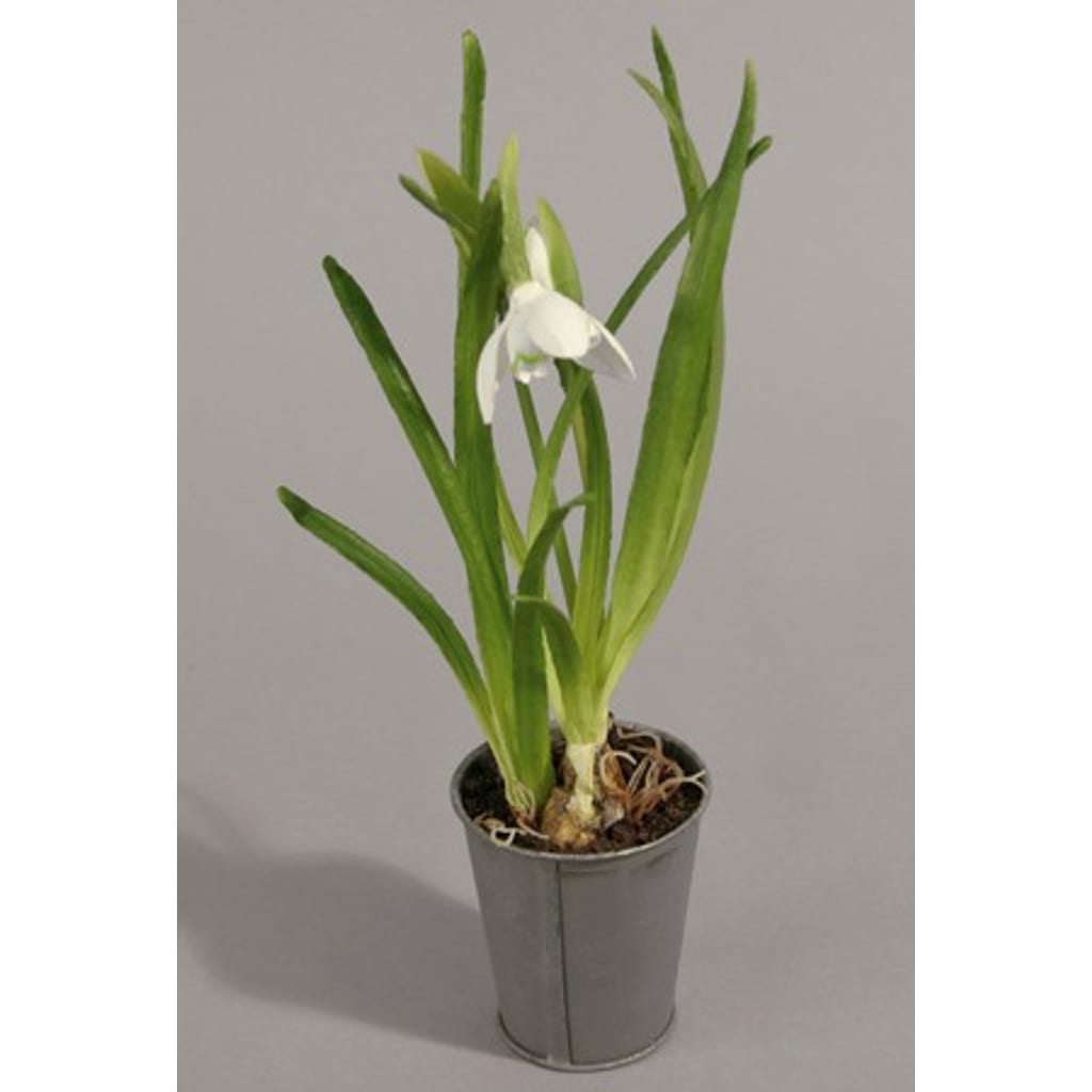 Snødråpe 20cm