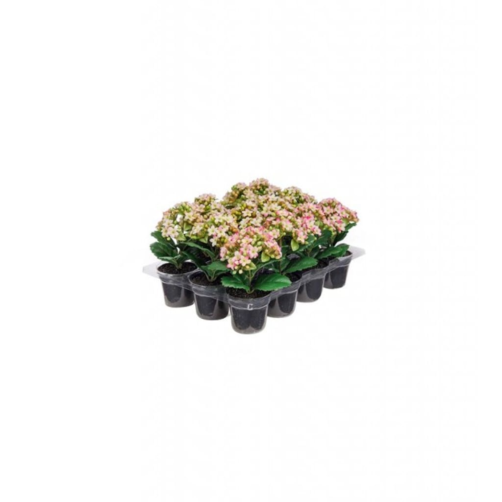 Kalanchoe mix - 12 stk