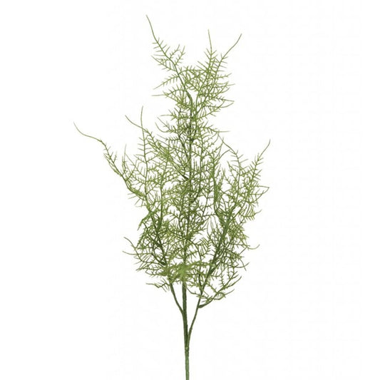 Slørasparges 70cm