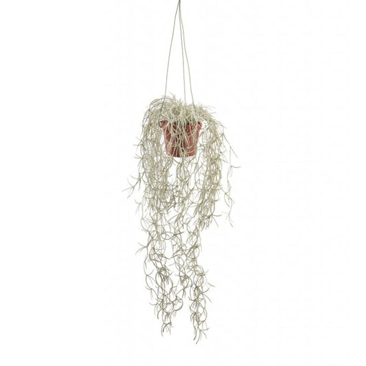 Tillandsia 45cm