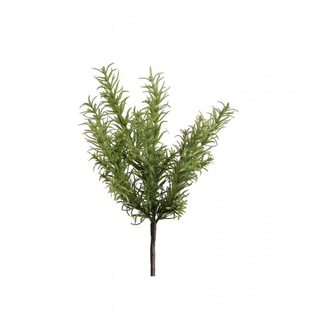 Rosmarin 25cm