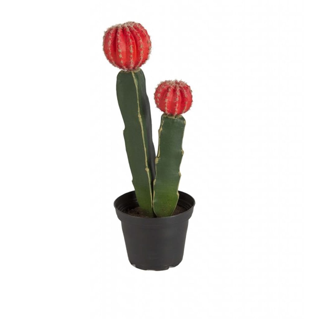 Kaktus 23cm