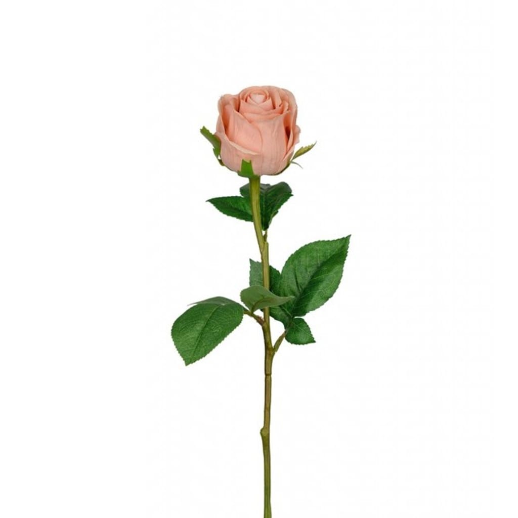 Rose 50cm beige