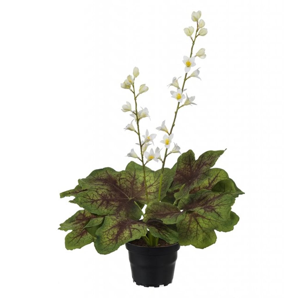 Alunrot hvit 45cm