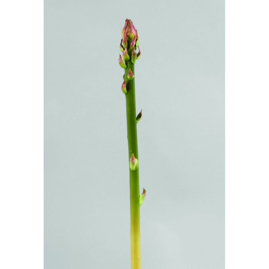 Store Asparges 35cm