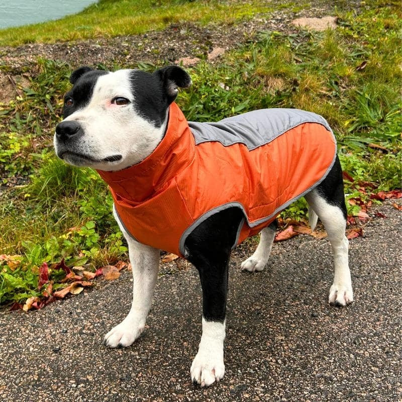Vannavstøtende hundejakke, XS–3XL – flere farger