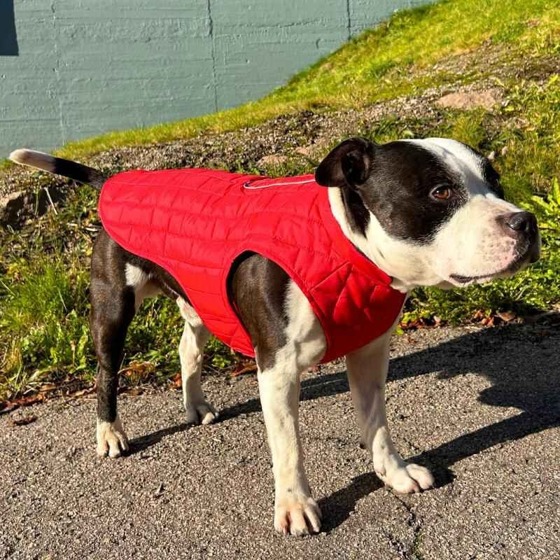 Vannavstøtende hundevest, flere farger (XS–XL)