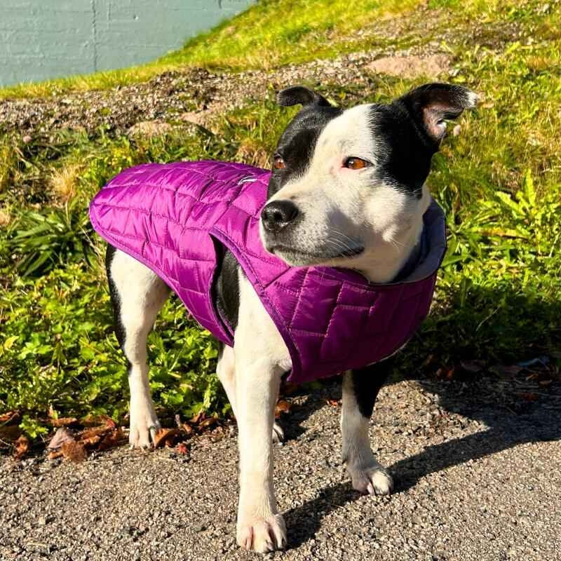 Vannavstøtende hundevest, flere farger (XS–XL)
