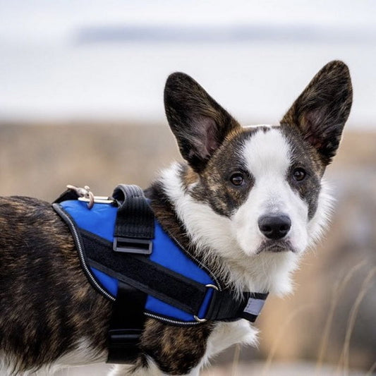 Hundesele K9 ett-klikk — flere farger (XS–2XL)