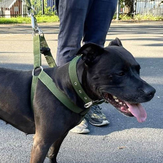 Selesett til hund, 3 deler – sele, halsbånd og kobbel (flere farger, S–2XL)