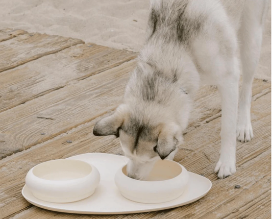 Maxbone Bubble Bowl silikon matskål til hund