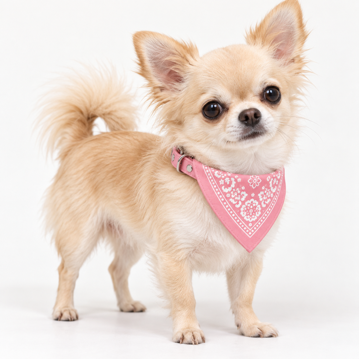 Halsbånd med bandana for hund – flere farger, 4 størrelser (S–XL)