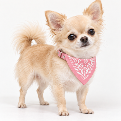 Halsbånd med bandana for hund – flere farger, 4 størrelser (S–XL)