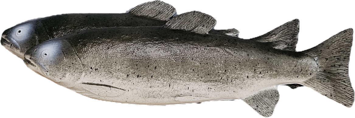 Kunstige Ørret 25 cm - 2 stk Realistiske Ferskvanns Fisk til Dekorasjon