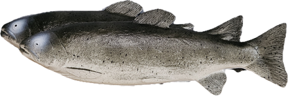 Kunstige Ørret 25 cm - 2 stk Realistiske Ferskvanns Fisk til Dekorasjon